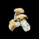 Hillbilly Magic Mushrooms