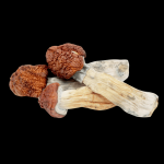 Tidal Wave Magic Mushroom